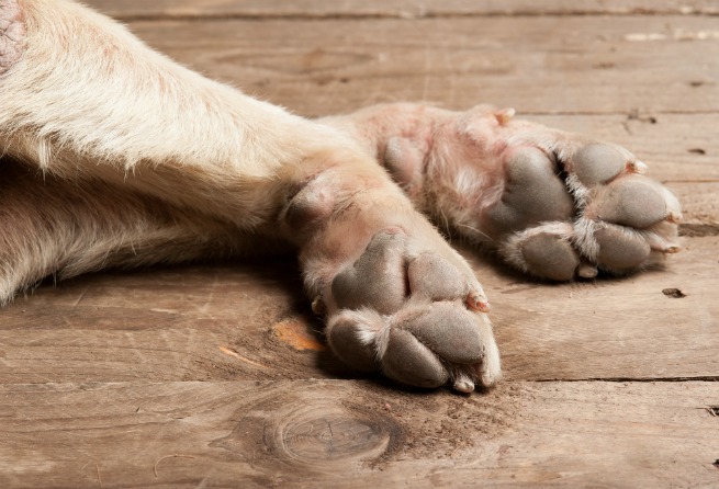Image of dogs paws