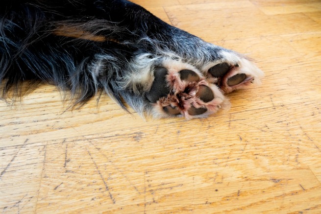Dog paws on scratched wood floor